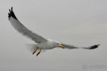 Прогулки из Стамбула. Принцевы острова - 1