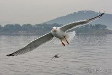 Прогулки из Стамбула. Принцевы острова - 1