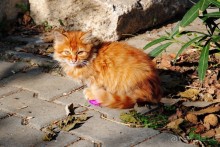 Прогулки из Стамбула. Принцевы острова - 1