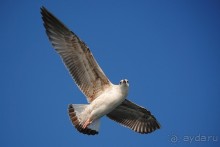 Прогулки из Стамбула. Принцевы острова - 1