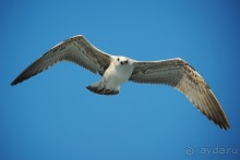 Прогулки из Стамбула. Принцевы острова - 1