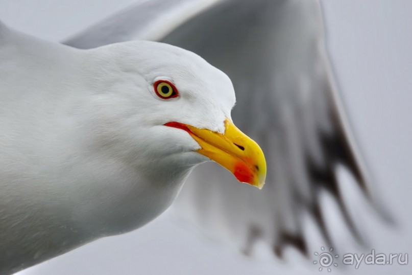Прогулки из Стамбула. Принцевы острова - 1