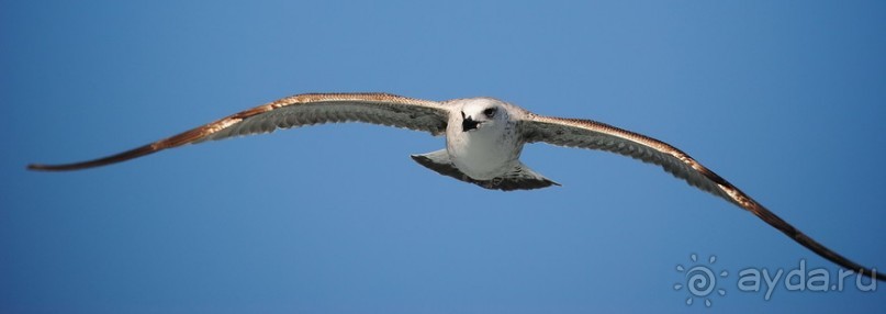 Прогулки из Стамбула. Принцевы острова - 1