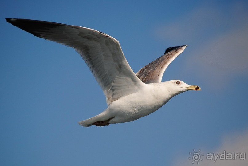 Прогулки из Стамбула. Принцевы острова - 1