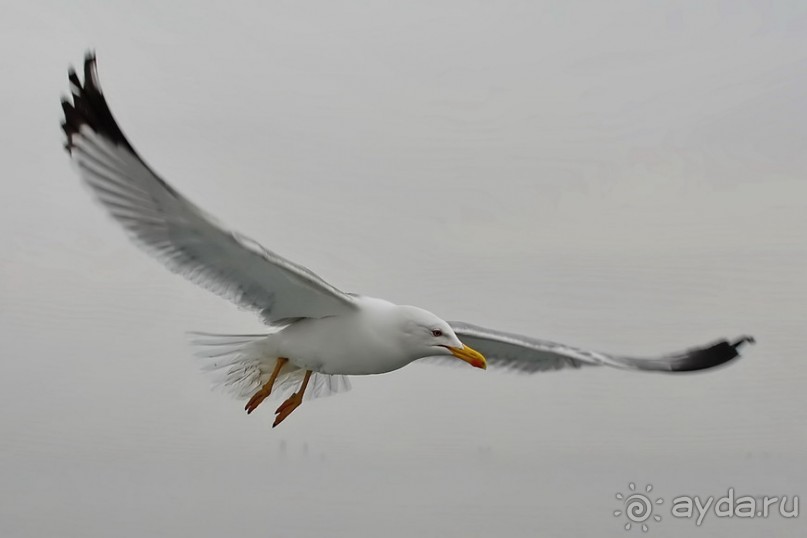 Прогулки из Стамбула. Принцевы острова - 1