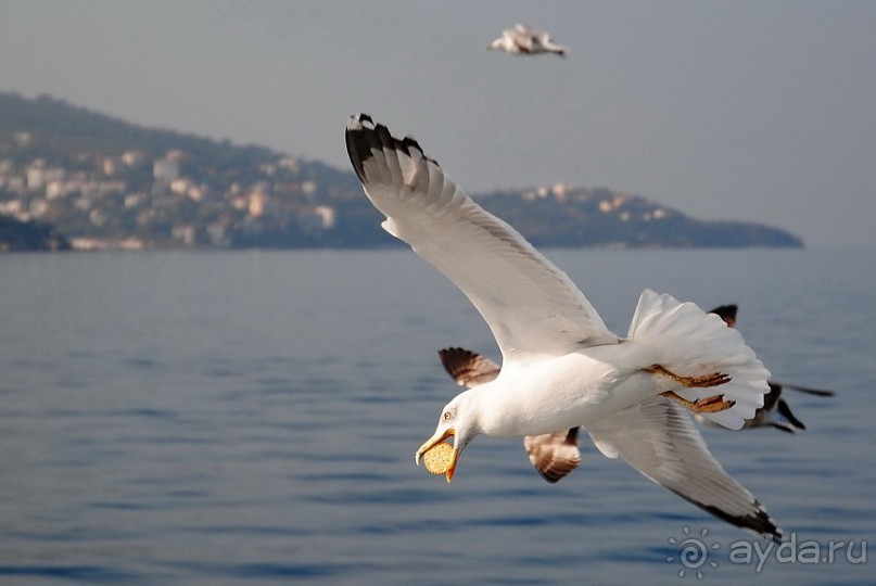 Прогулки из Стамбула. Принцевы острова - 1