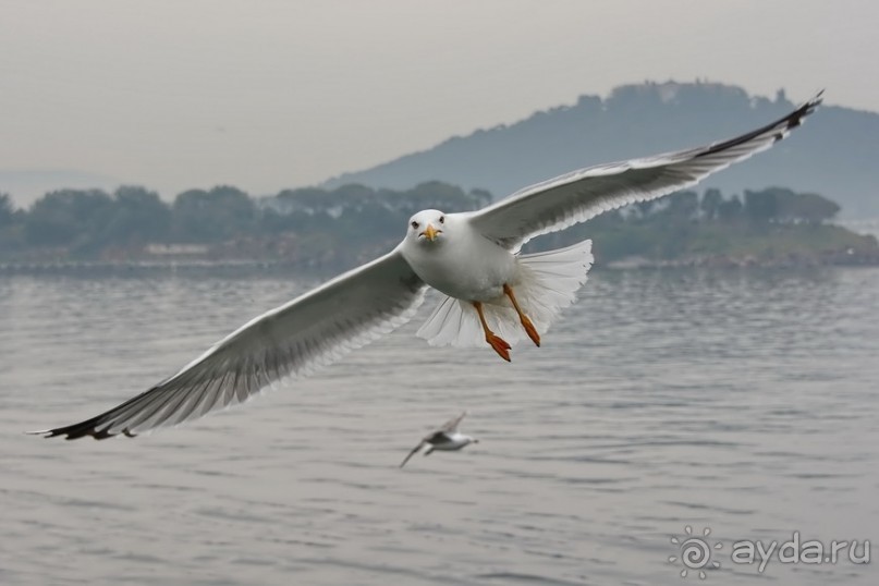 Прогулки из Стамбула. Принцевы острова - 1