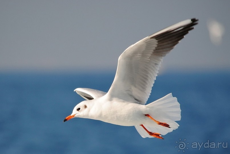 Прогулки из Стамбула. Принцевы острова - 1