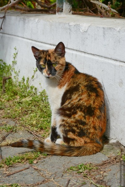 Прогулки из Стамбула. Принцевы острова - 1