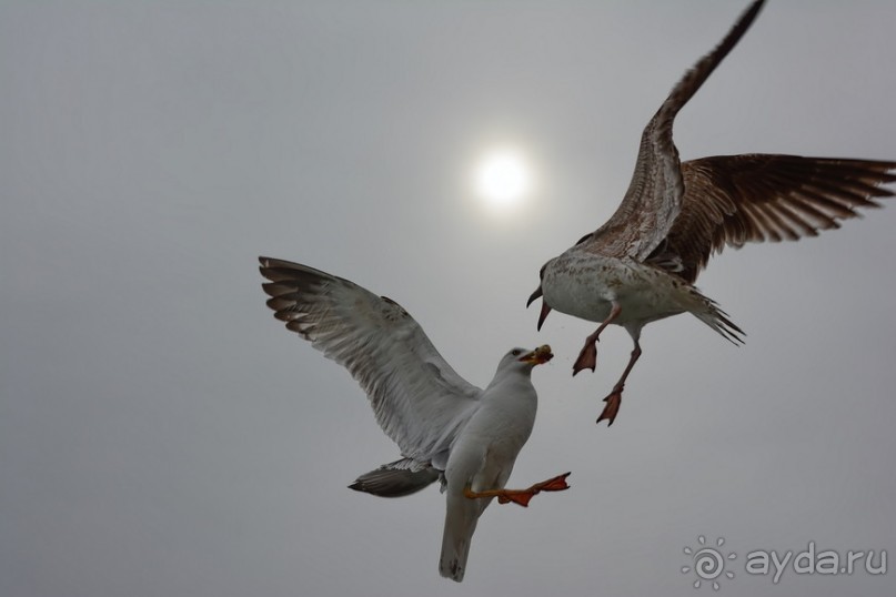 Прогулки из Стамбула. Принцевы острова - 1