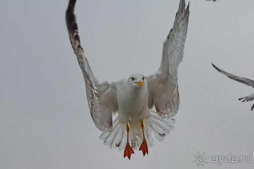 Прогулки из Стамбула. Принцевы острова - 1