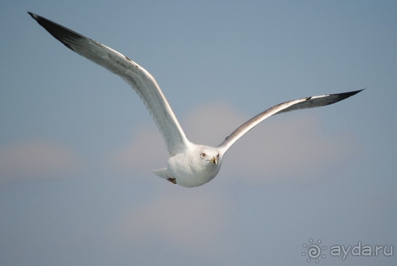 Прогулки из Стамбула. Принцевы острова - 1