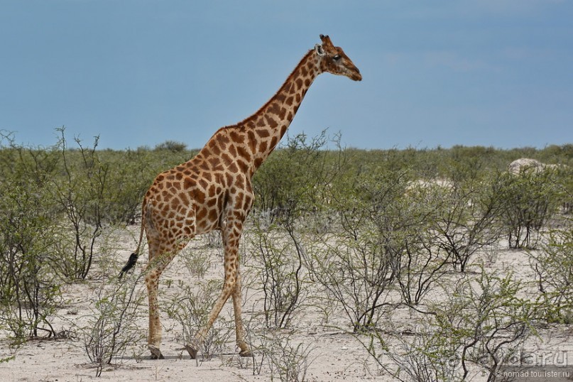 Птицы Южной Африки и Намибии. 4+бонус