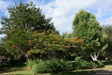 Птицы Южной Африки и Намибии. 4+бонус