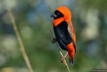 Птицы Южной Африки и Намибии. 4+бонус