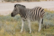 Птицы Южной Африки и Намибии. 4+бонус