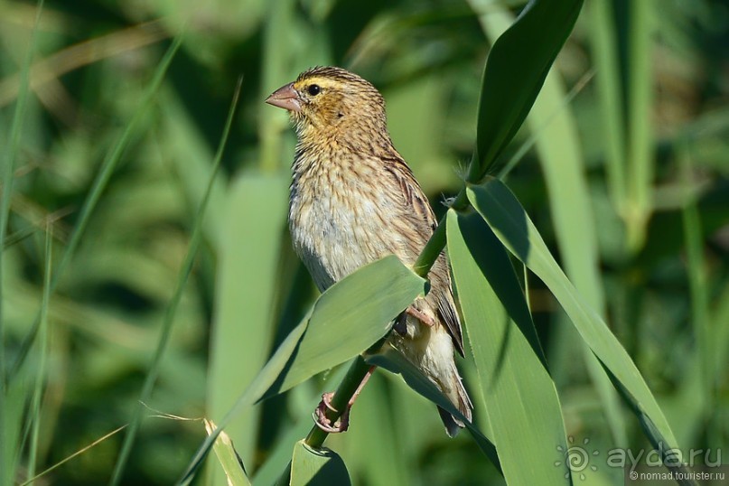 Птицы Южной Африки и Намибии. 4+бонус