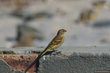 Птицы Южной Африки и Намибии. 4+бонус