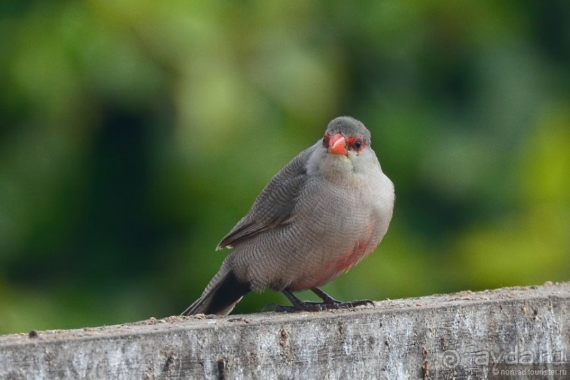 Птицы Южной Африки и Намибии. 4+бонус