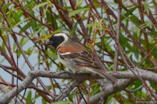 Птицы Южной Африки и Намибии. 4+бонус