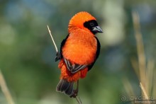 Птицы Южной Африки и Намибии. 4+бонус