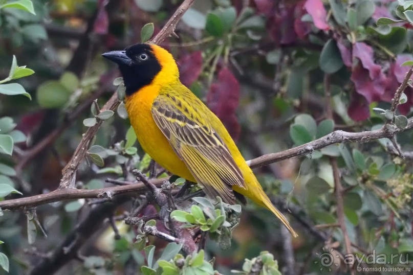 Птицы Южной Африки и Намибии. 4+бонус