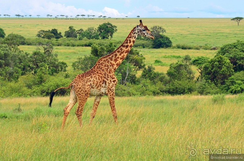 Птицы Южной Африки и Намибии. 4+бонус