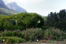 Птицы Южной Африки и Намибии. 4+бонус