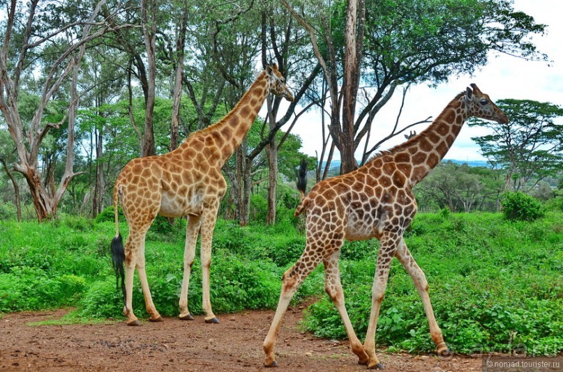 Птицы Южной Африки и Намибии. 4+бонус