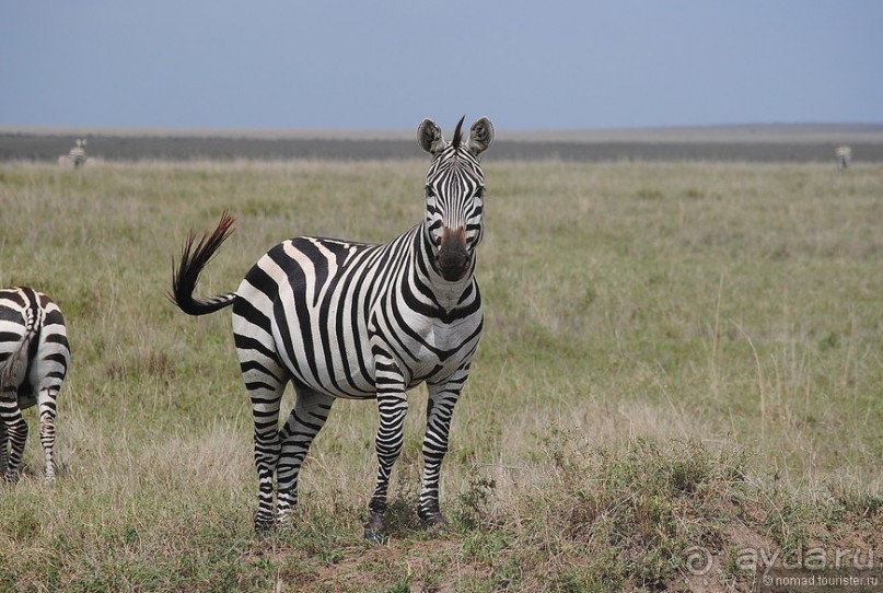 Птицы Южной Африки и Намибии. 4+бонус