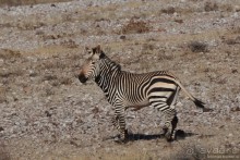 Птицы Южной Африки и Намибии. 4+бонус