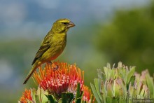 Птицы Южной Африки и Намибии. 4+бонус