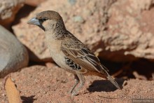 Птицы Южной Африки и Намибии. 4+бонус