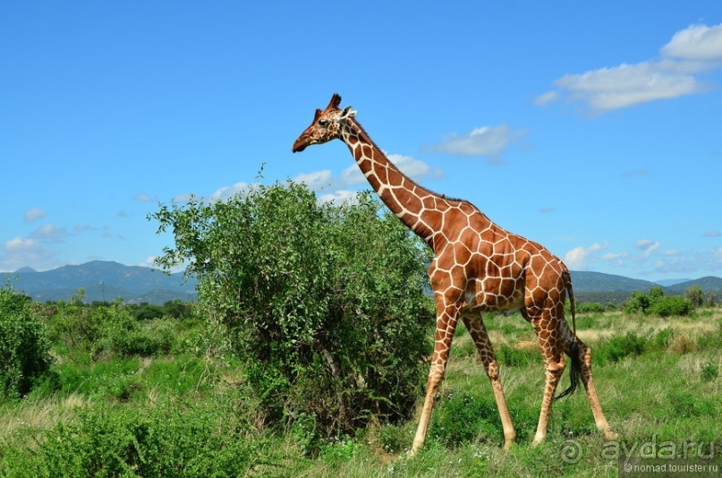 Птицы Южной Африки и Намибии. 4+бонус