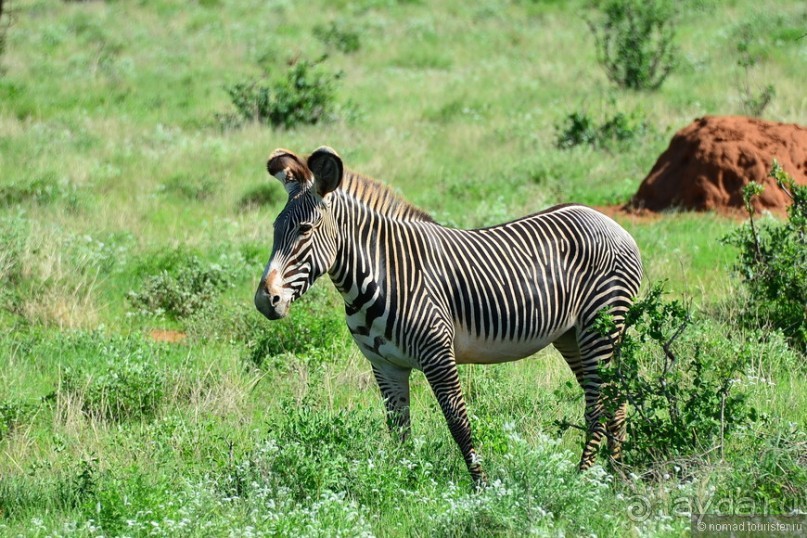 Птицы Южной Африки и Намибии. 4+бонус