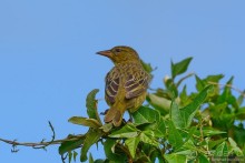 Птицы Южной Африки и Намибии. 4+бонус