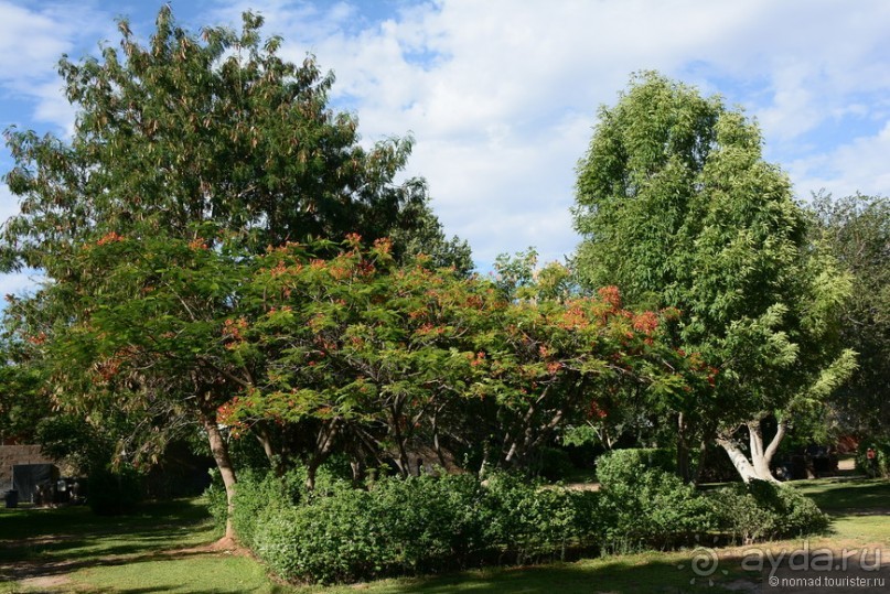 Птицы Южной Африки и Намибии. 4+бонус