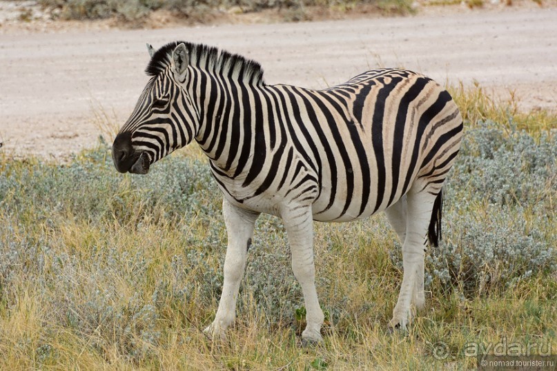 Птицы Южной Африки и Намибии. 4+бонус