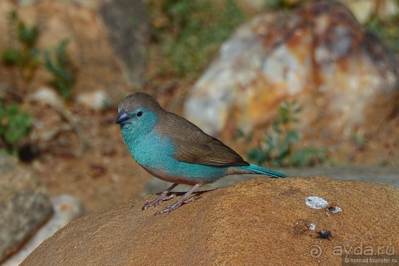 Птицы Южной Африки и Намибии. 4+бонус