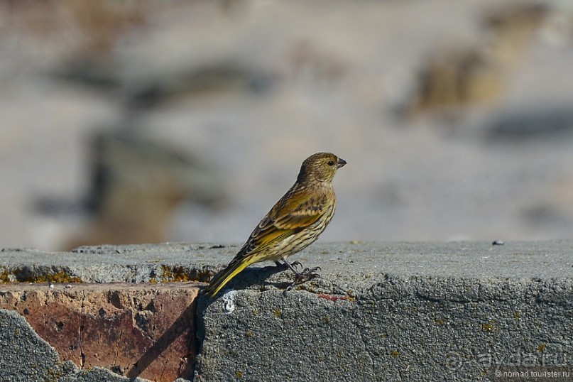 Птицы Южной Африки и Намибии. 4+бонус