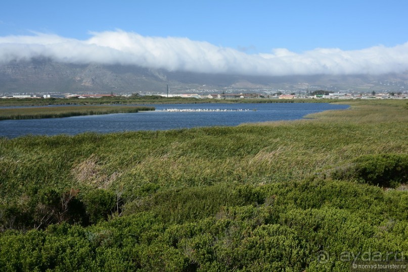 Птицы Южной Африки и Намибии. 4+бонус