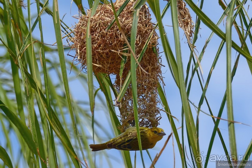 Птицы Южной Африки и Намибии. 4+бонус
