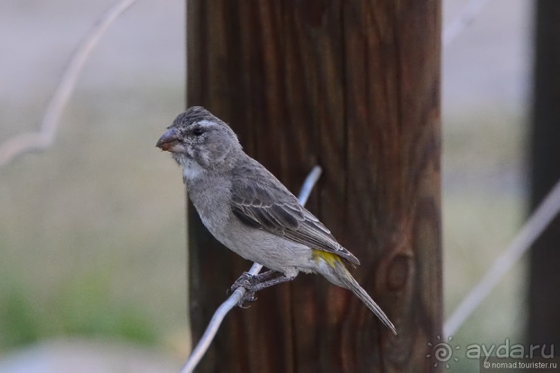 Птицы Южной Африки и Намибии. 4+бонус