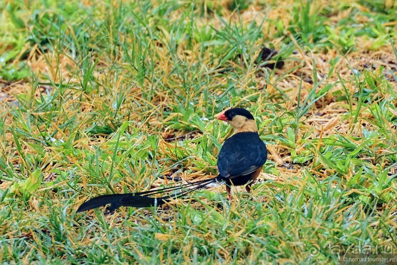 Птицы Южной Африки и Намибии. 4+бонус