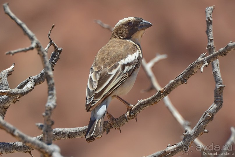 Птицы Южной Африки и Намибии. 4+бонус