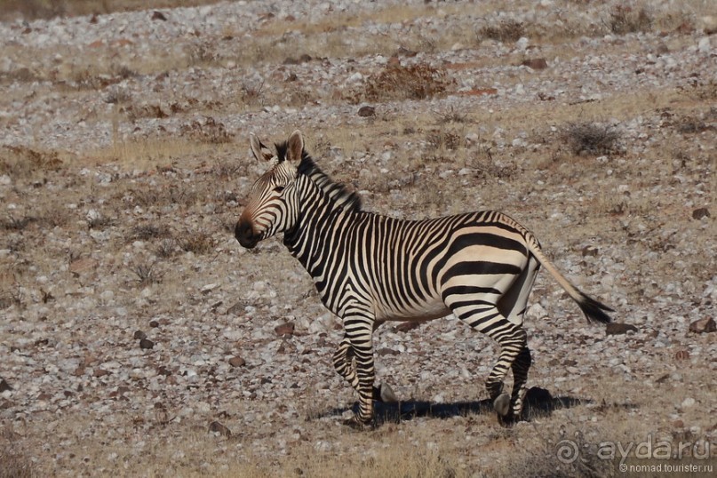 Птицы Южной Африки и Намибии. 4+бонус