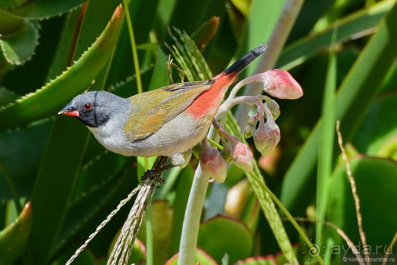 Птицы Южной Африки и Намибии. 4+бонус