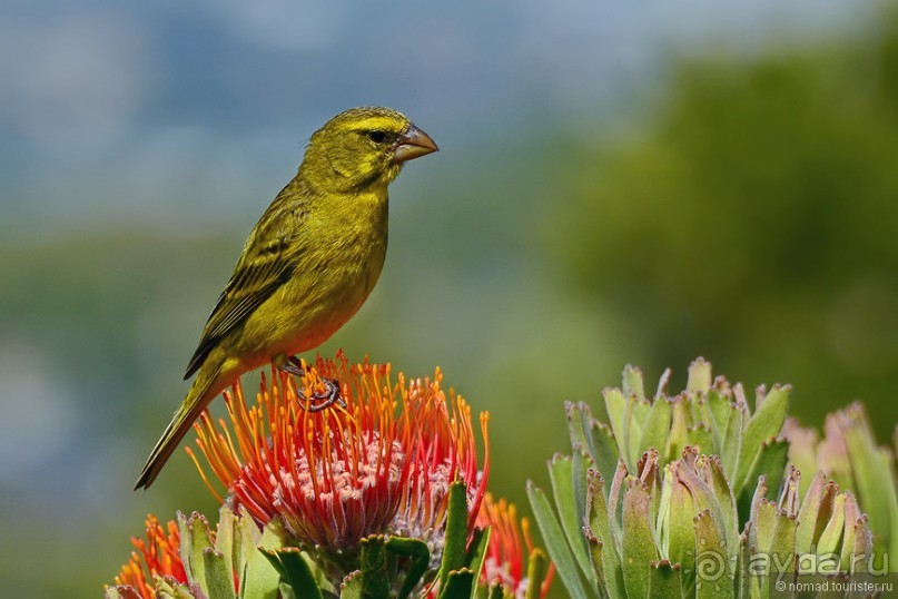 Птицы Южной Африки и Намибии. 4+бонус