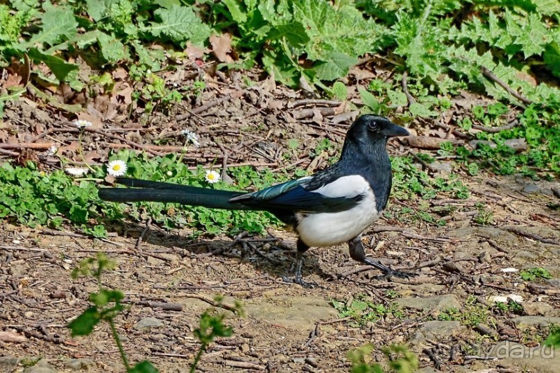Прогулки по Стамбулу. Парки