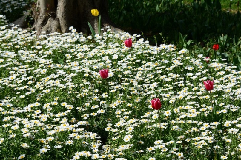 Прогулки по Стамбулу. Парки